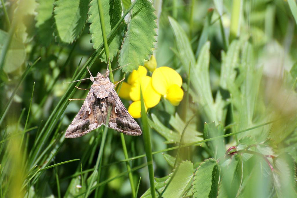 Quale falena? - Autographa gamma
